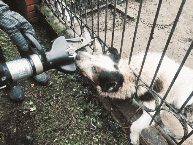 В Можайске спасли алабая, который летом уже застревал в заборе - «Новости»