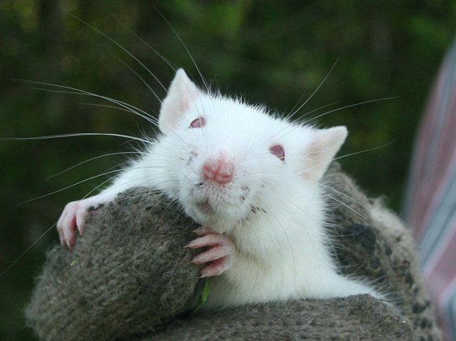 Крупный город в Прибалтике заполонили толпы крыс - «Новости»