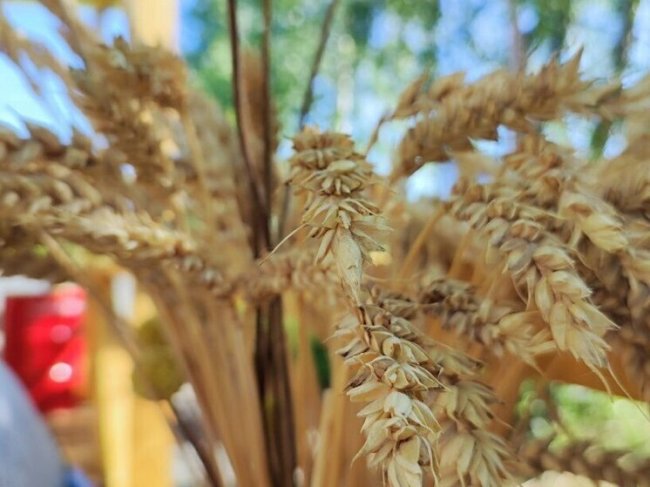 Из Калининградской области отправили тысячи тонн пшеницы и кукурузы за рубеж - «Новости»