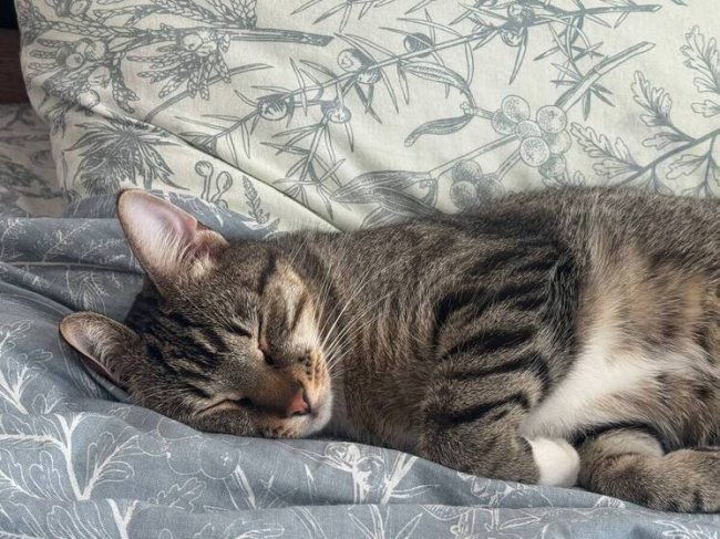 Петербуржцам посоветовали не переживать из-за ночных пробуждений - «Новости»