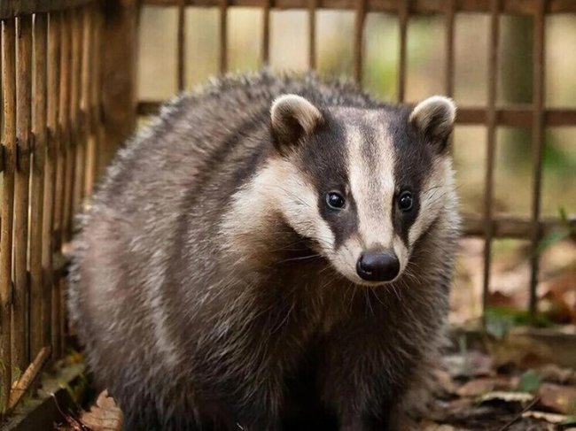 В Воронеже волонтеры спасли барсука из затопленного подвала - «Новости»