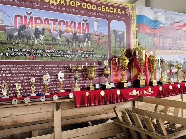 В Калмыкии работает российская выставка племенных овец и коз - «Новости»