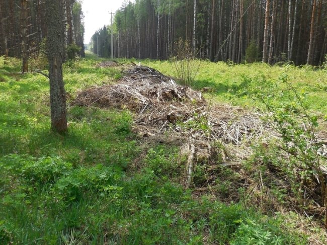В Меленковском районе из-за грубой ошибки лесозаготовителей прокуратура грозит штрафами - «Новости»