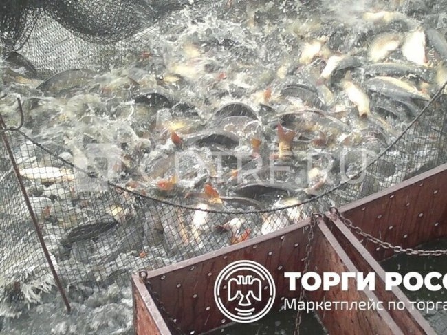 Крупный рыбоводческий комплекс на Дону продают за полмиллиарда рублей - «Новости»
